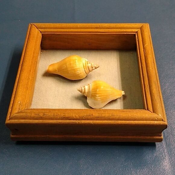 Seashell Shadow Framed Box Handmade Blue Jean fabric Backing Beach Seashore - Picture 2 of 6